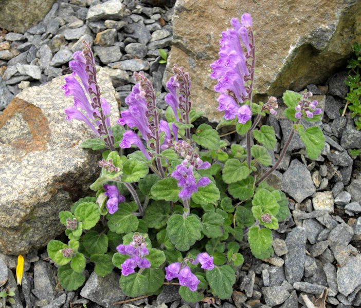 Scutellaria indica var parviflora